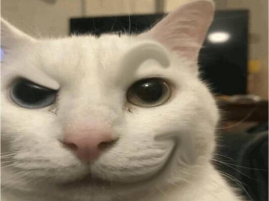 31+ ảnh meme mèo cười đểu, nhếch mép, nhe răng haha thú vị