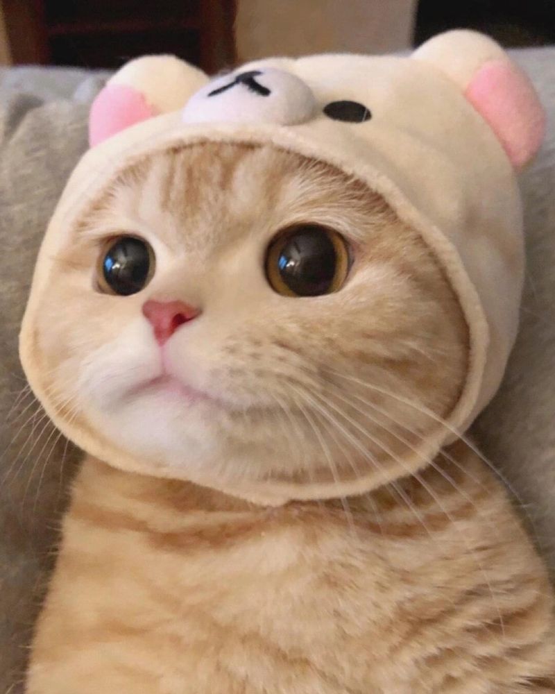 Hình mèo cute