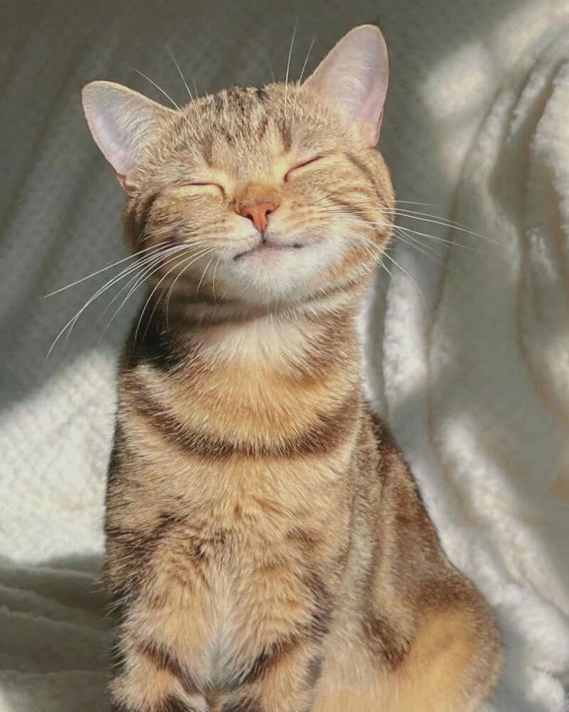 Lưu ý khi tải ảnh con mèo cute làm hình nền