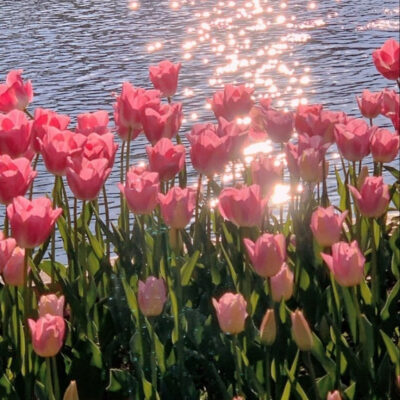 Hình nền hoa tulip chill