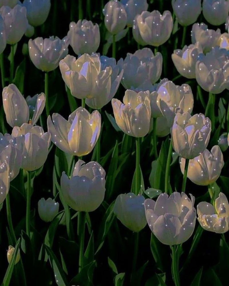 Hình nền hoa tulip cho điện thoại