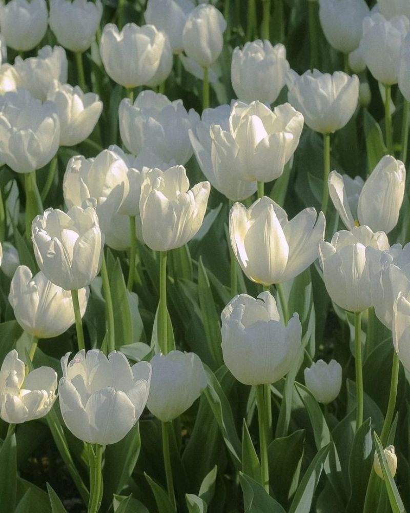 Hình nền hoa tulip trắng cho điện thoại