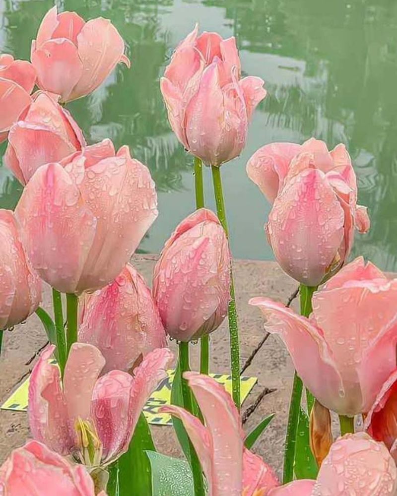 Ảnh nền hoa tulip hồng cho điện thoại