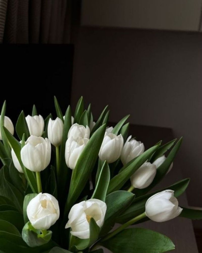 Hình nền hoa tulip đẹp cho điện thoại