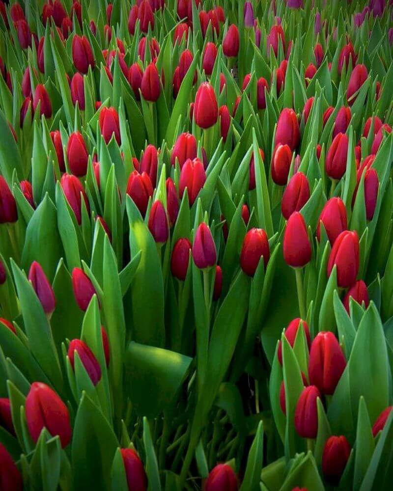 Hình nền hoa tulip chill cực đẹp cho điện thoại