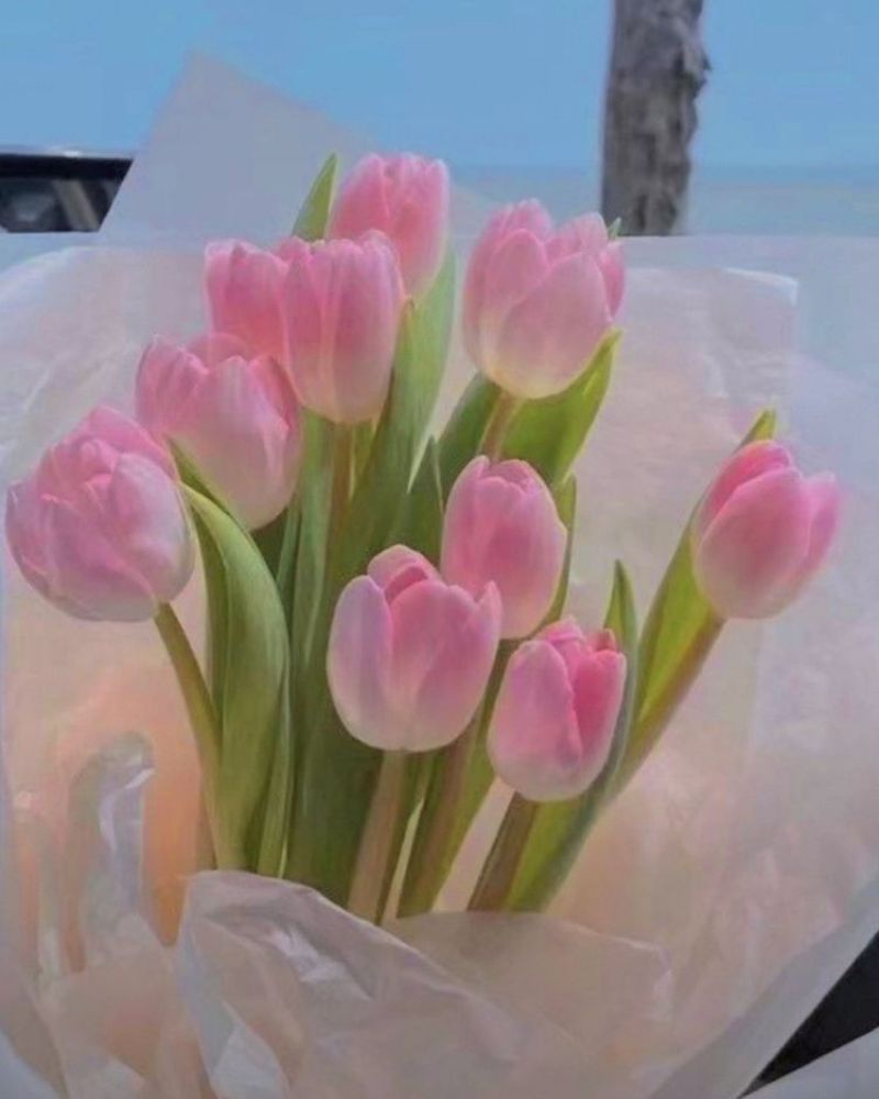 Hình nền điện thoại hoa tulip màu hồng