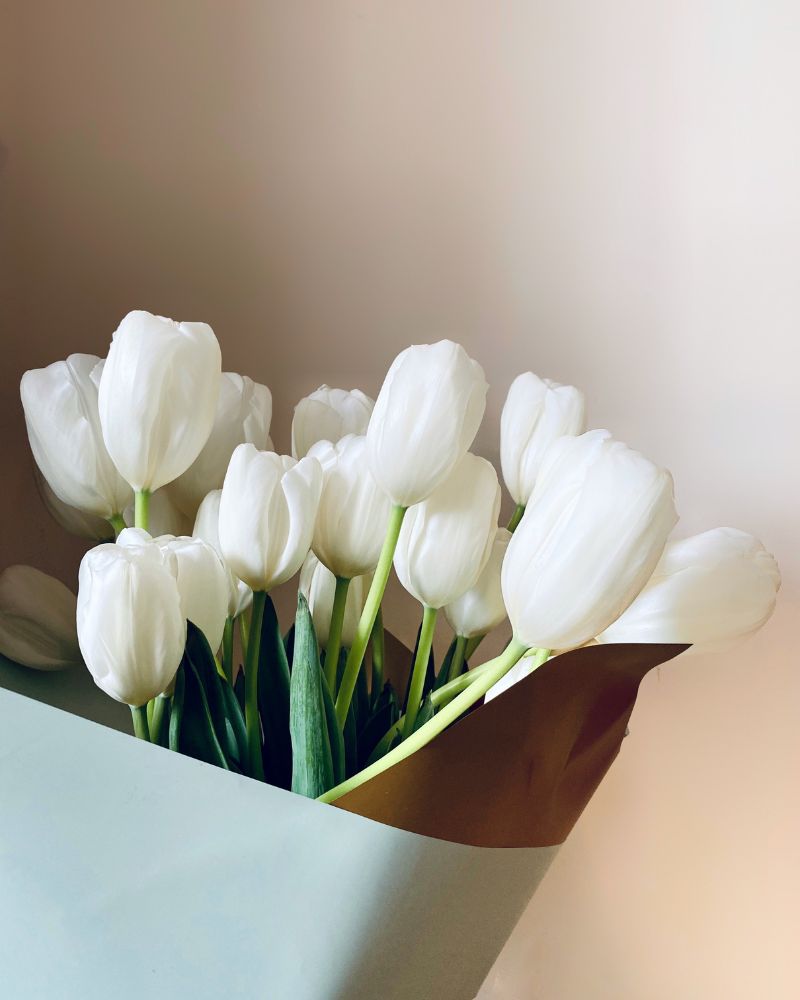 Hình nền điện thoại hoa tulip trắng