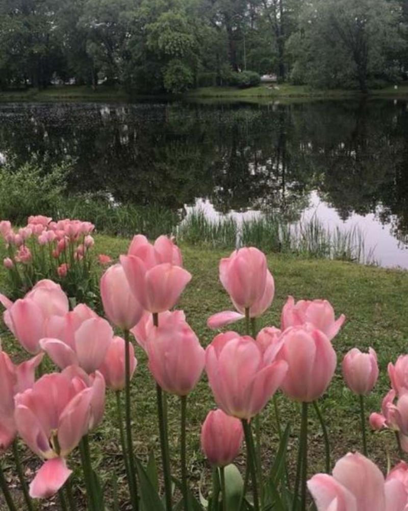 Ảnh nền điện thoại hoa tulip màu hồng
