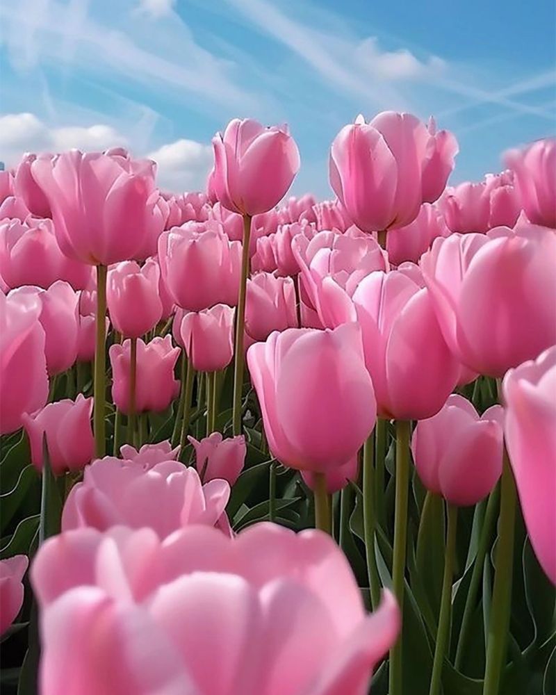 Hình nền hoa tulip hồng Full HD