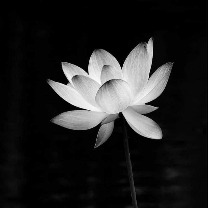 Ý nghĩa của hình ảnh hoa sen trắng đám tang
