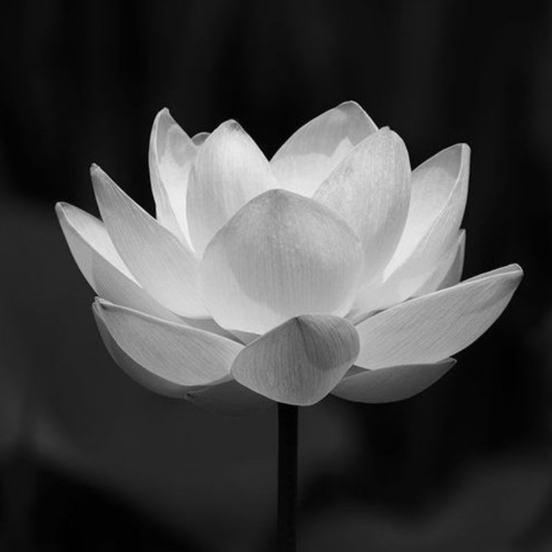Avatar bông sen trắng đám tang
