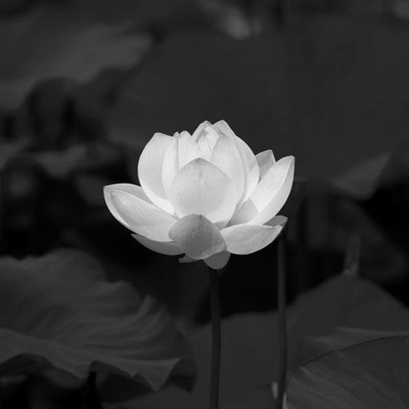 Ý nghĩa avatar hoa sen trắng đám tang