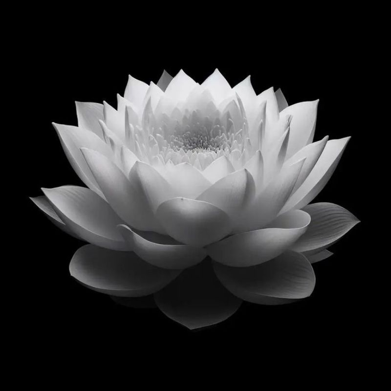 Avatar chia buồn hoa sen trắng đám tang