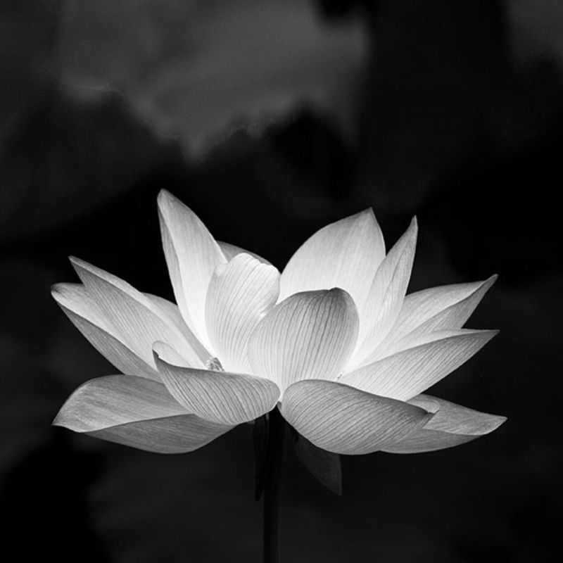 Avatar hoa sen trắng đen