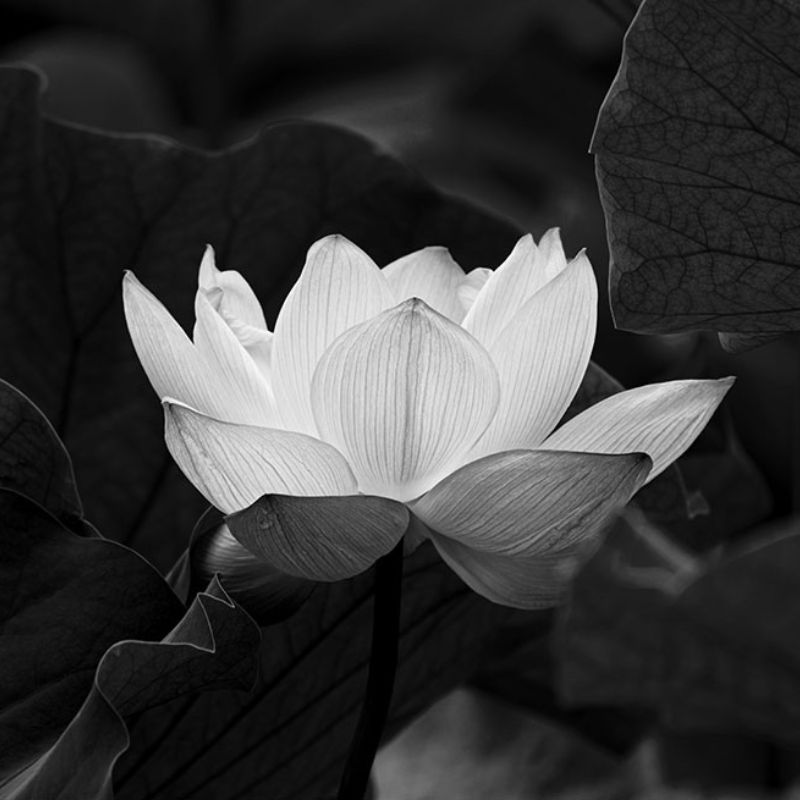 Avatar hoa sen trắng đám tang