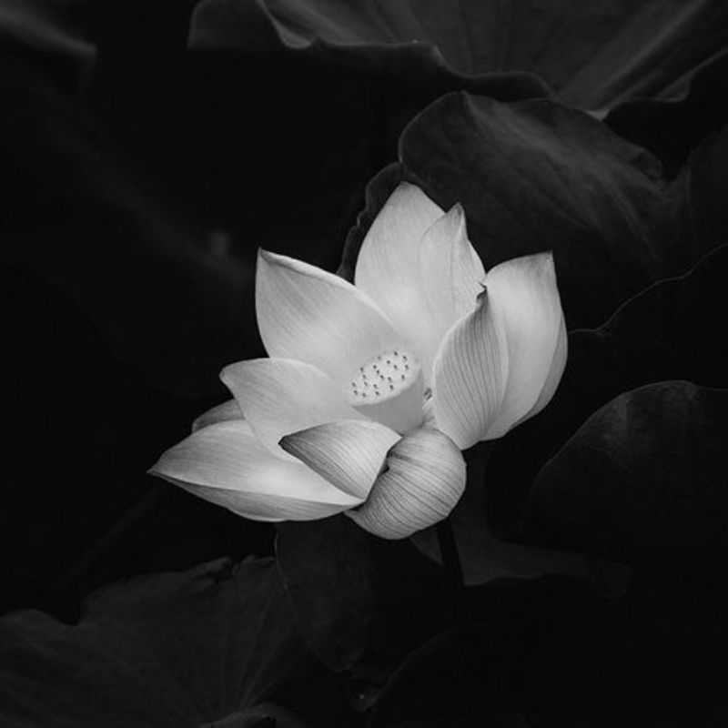 Avatar buồn hoa sen trắng đám tang