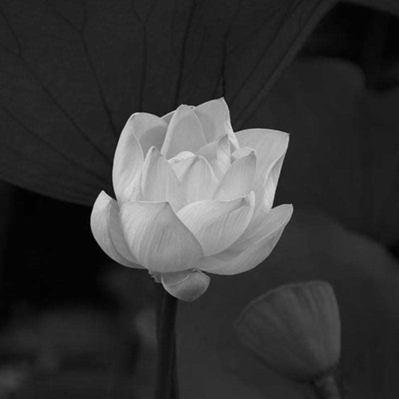 Avatar buồn hoa sen trắng đám tang
