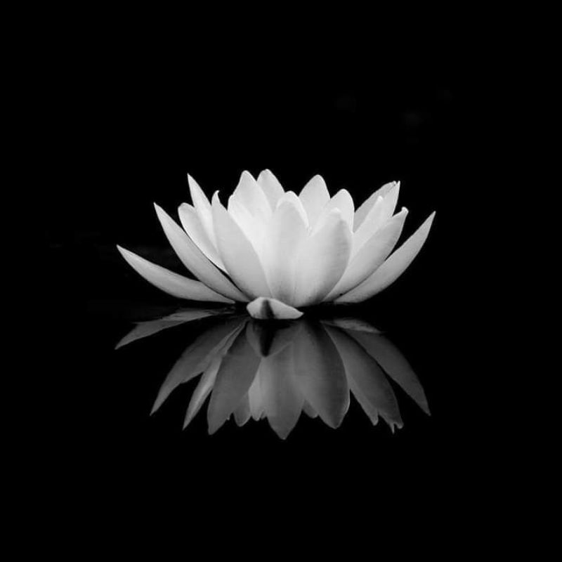 Hình nền avatar chia buồn hoa sen trắng đám tang