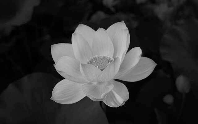 Avatar chia buồn hoa sen trắng đám tang