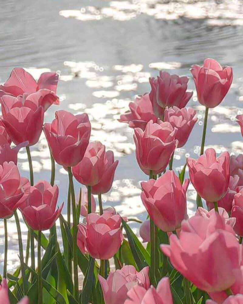 Hình nền hoa tulip cho điện thoại