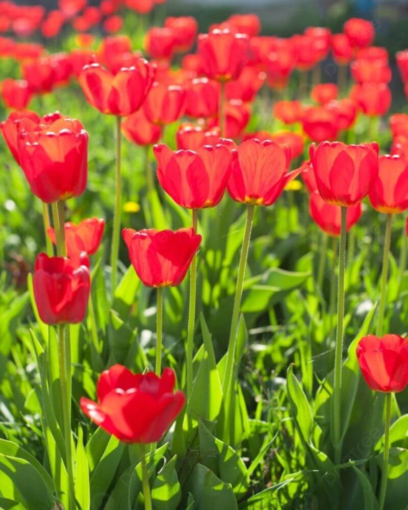 Ảnh đại diện chill chill hoa tulip