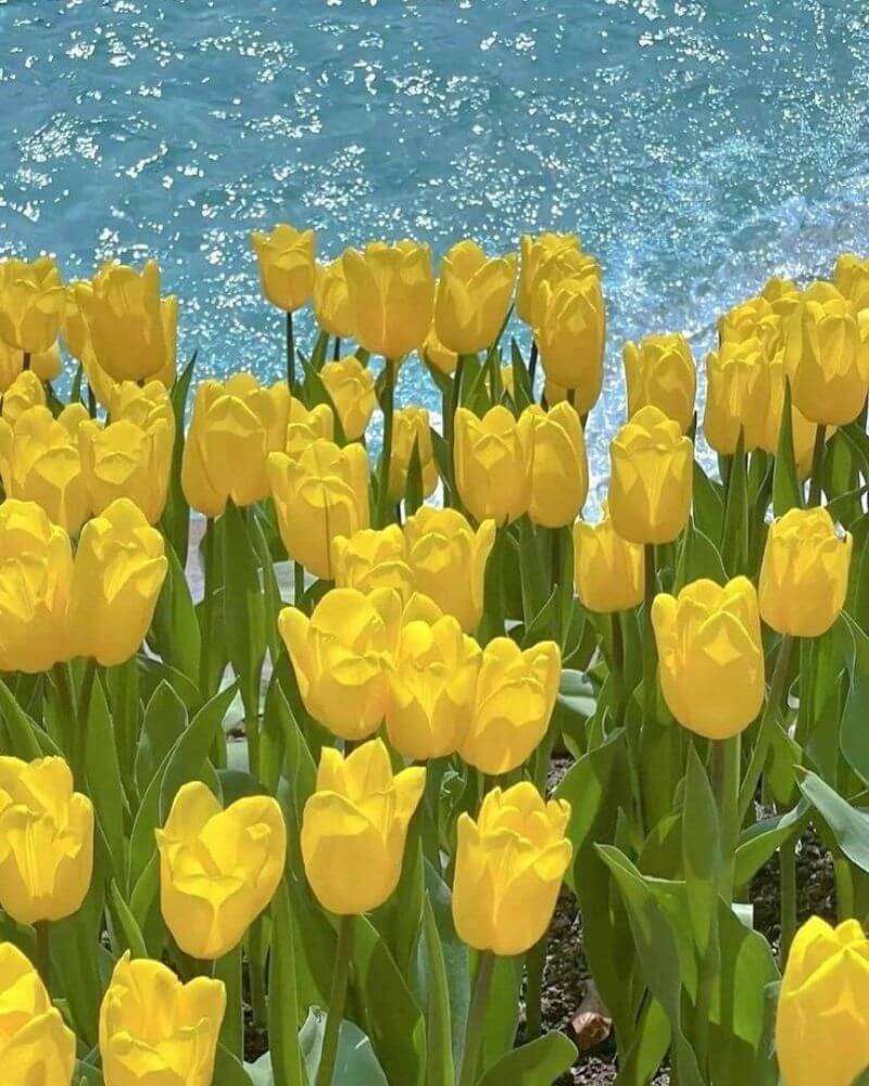 Avatar hoa tulip vàng chill