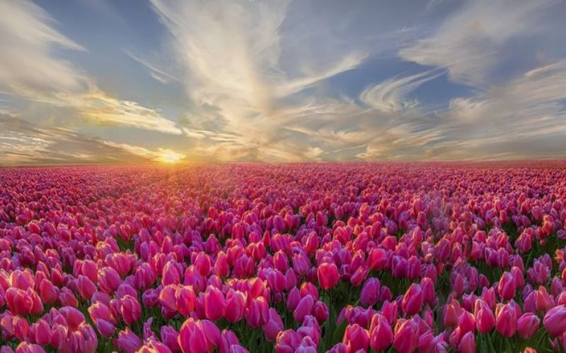 Hình nền hoa tulip chill
