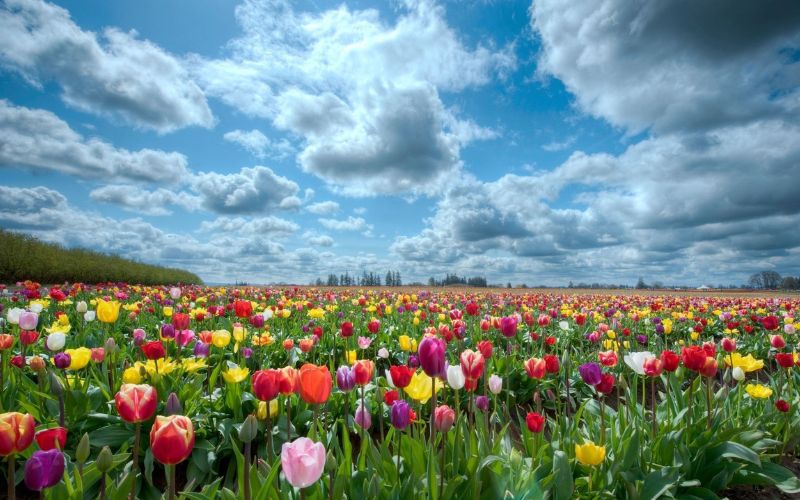 Ảnh nền chill hoa tulip