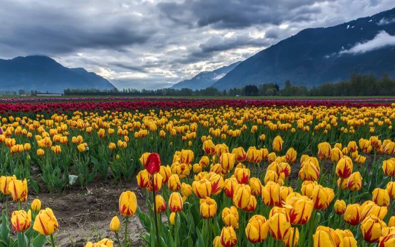 Hình nền chill hoa tulip