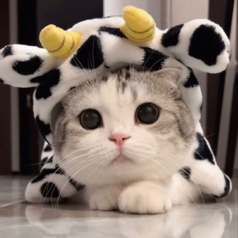 Avatar ảnh mèo cute