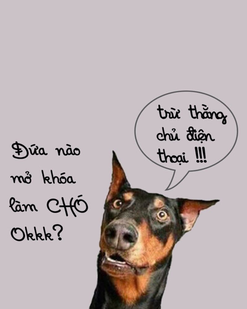 Hình nền điện thoại bỏ điện thoại tao xuống