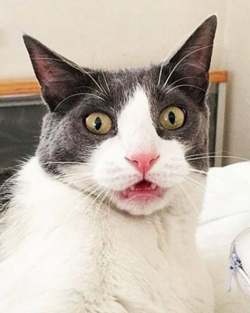 Bất ngờ meme con mèo