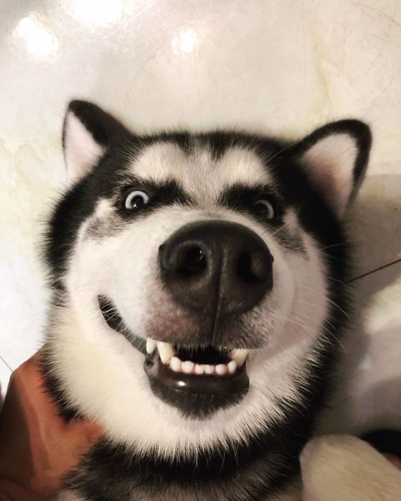 Meme con chó bất ngờ