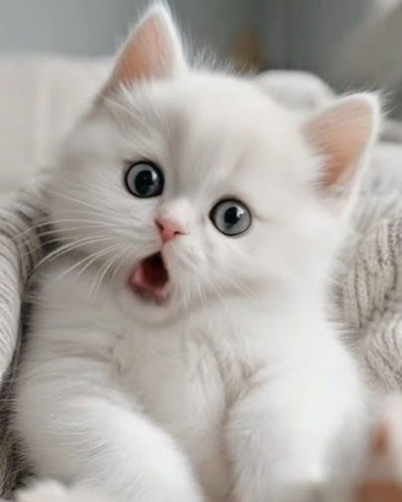 Ảnh meme mèo bất ngờ