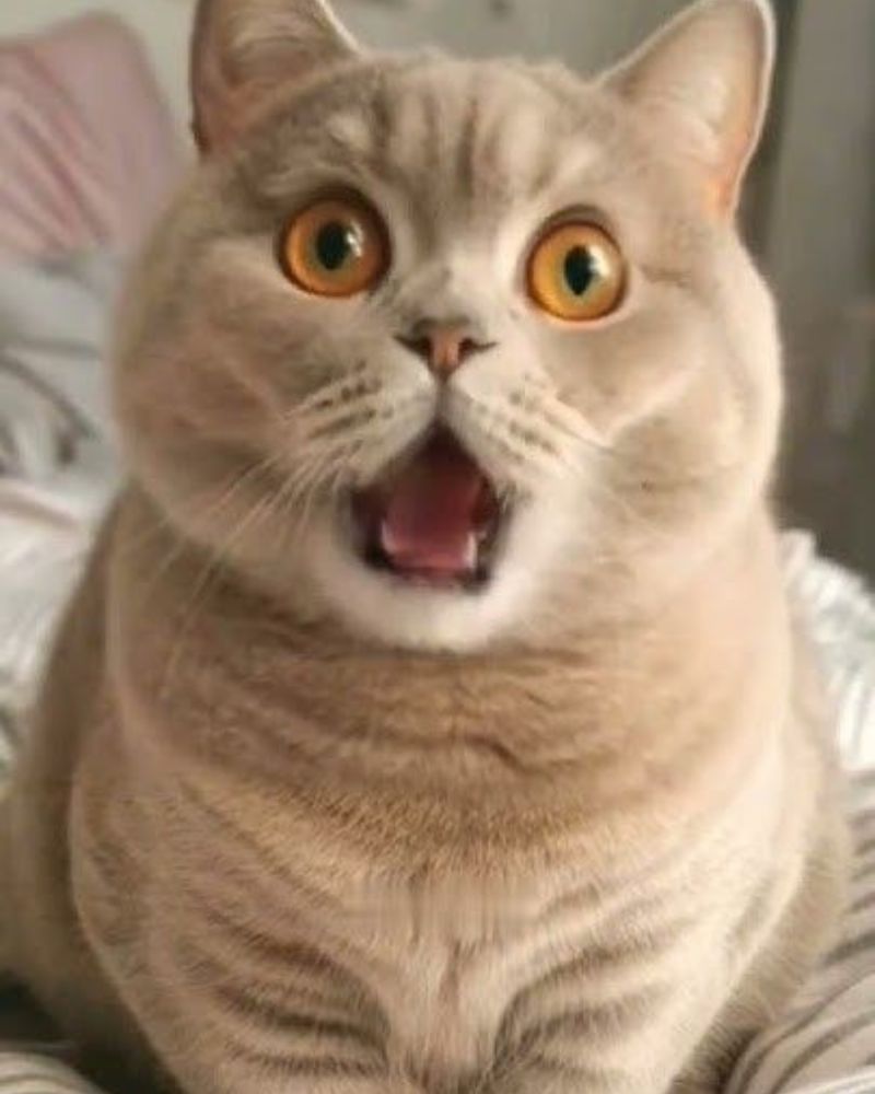 Ảnh meme bất ngờ con mèo