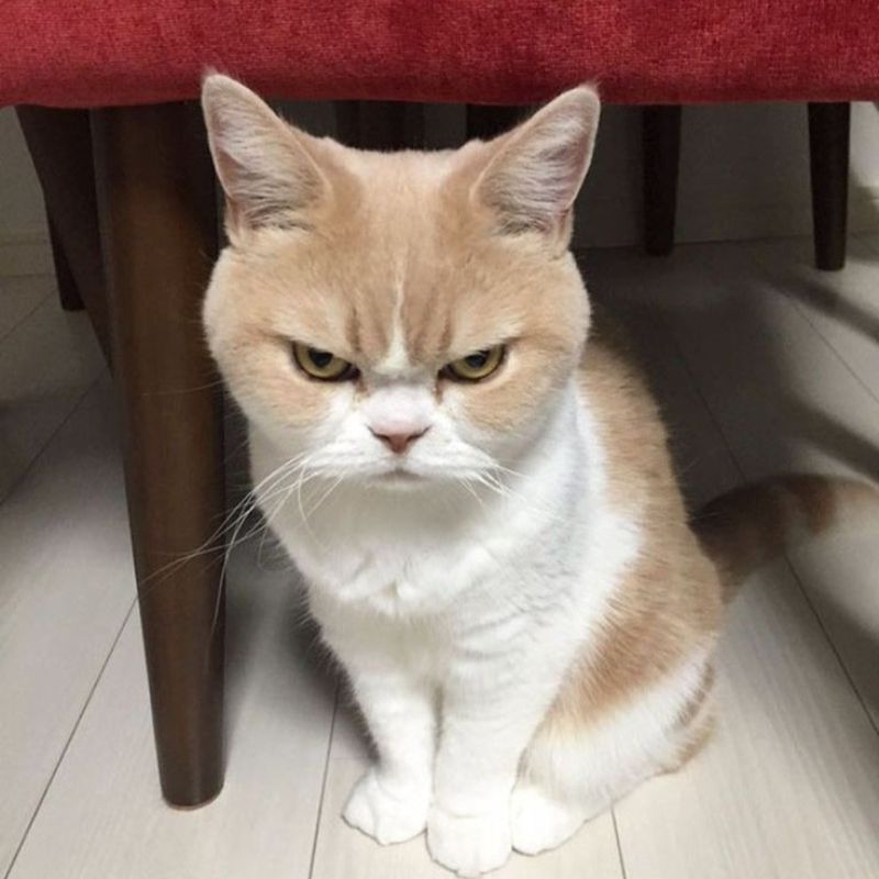 Tức giận ảnh meme dỗi mèo cute