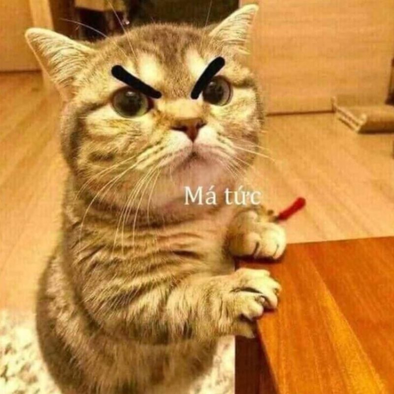 Meme tức giận mèo