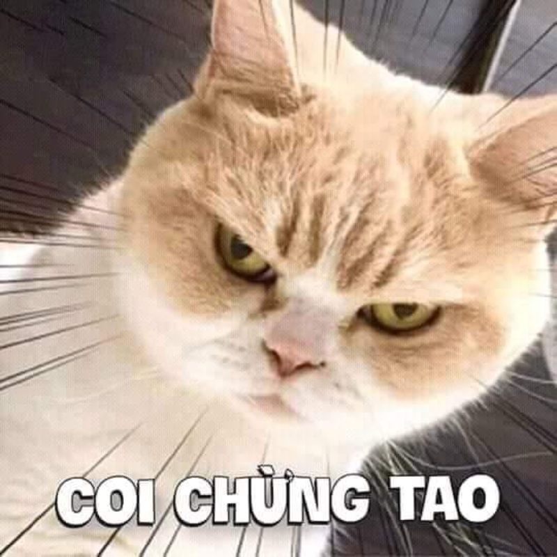 Ảnh tức giận meme mèo