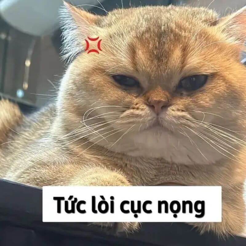 Meme mèo tức lòi cục nọng