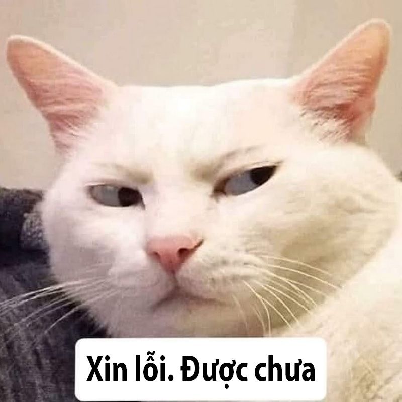 Meme mèo xin lỗi
