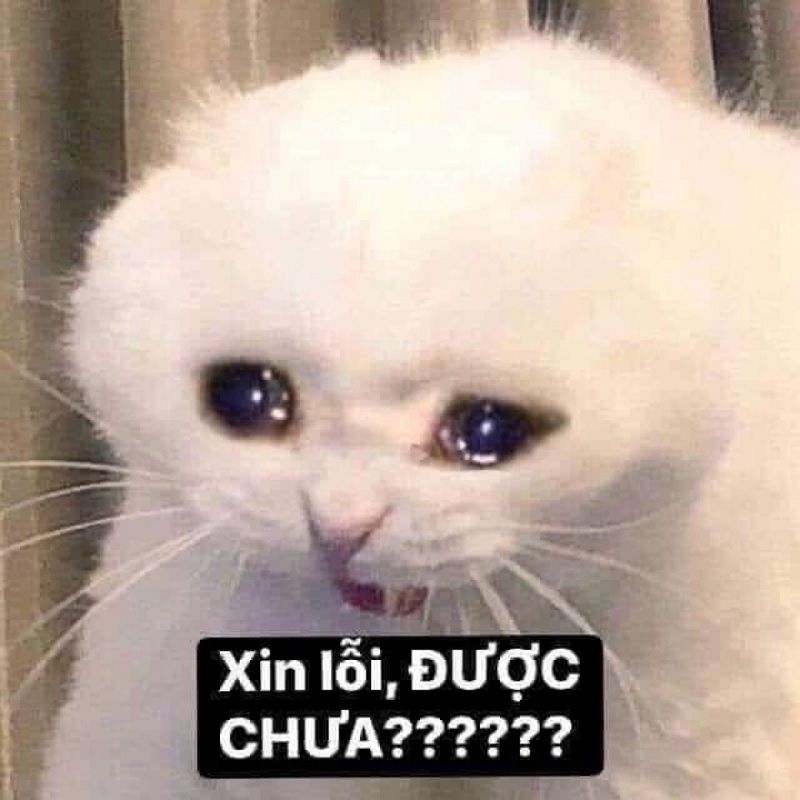 Ảnh meme con mèo xin lỗi được chưa