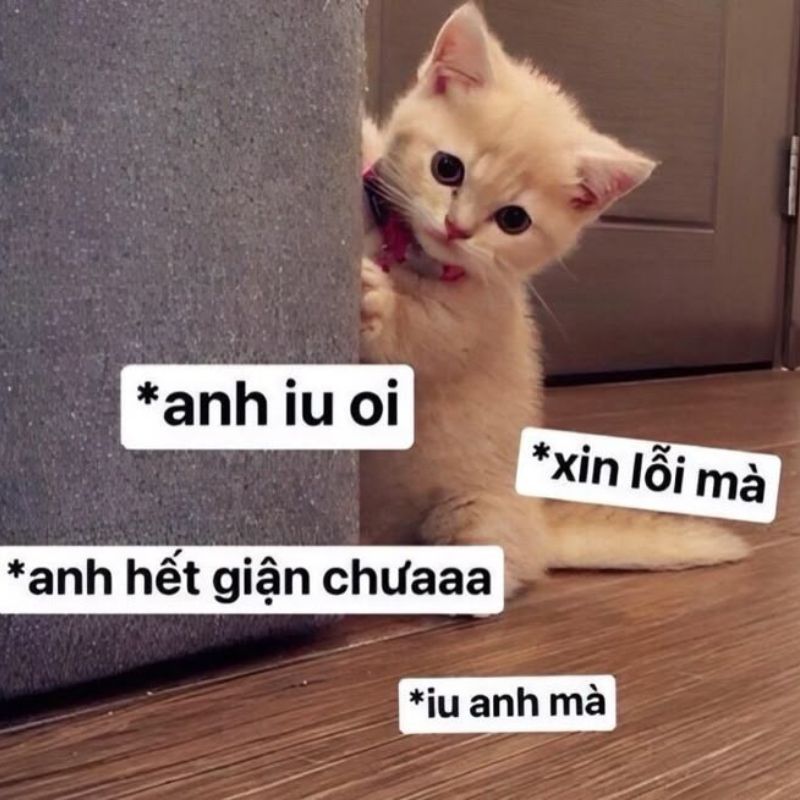 Mèo meme xin lỗi