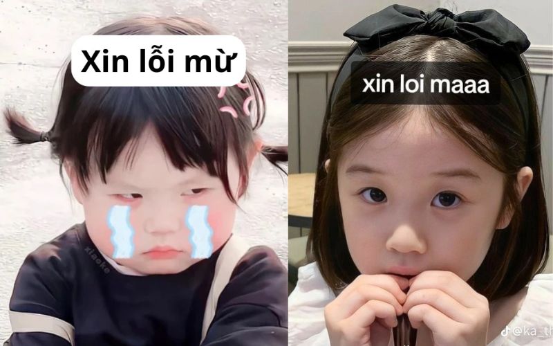 Meme xin lỗi