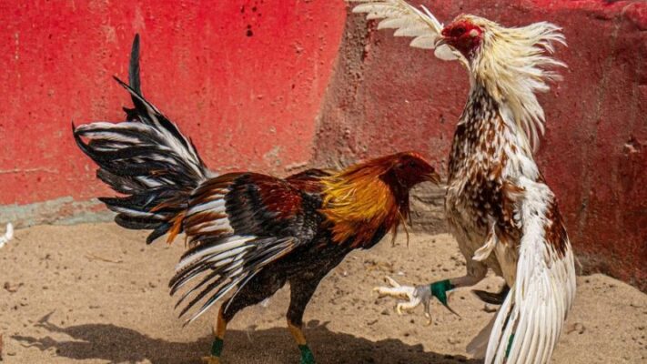 Bỏ qua luật chơi khiến người mới dễ đặt nhầm kèo và thua sớm.