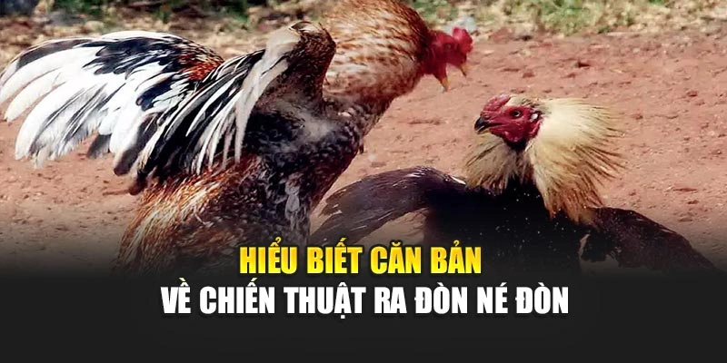 Hiểu biết căn bản về chiến thuật ra đòn né đòn